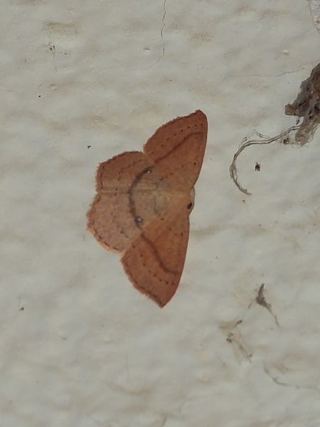 Cyclophora linearia  - Michele Cento