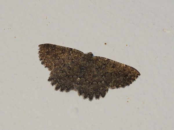 Charissa obscurata  - Michele Cento