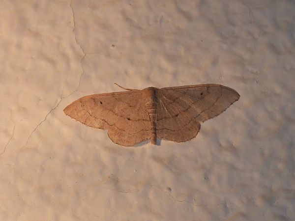 Idaea aversata  - Michele Cento