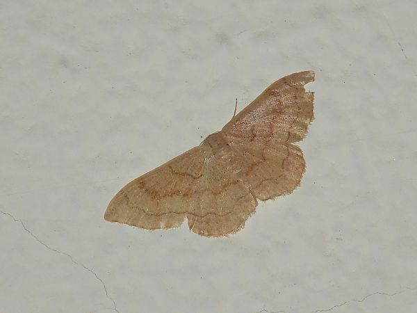 Idaea aversata  - Michele Cento