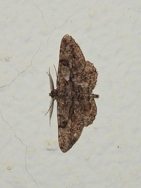 Peribatodes rhomboidaria  - Michele Cento