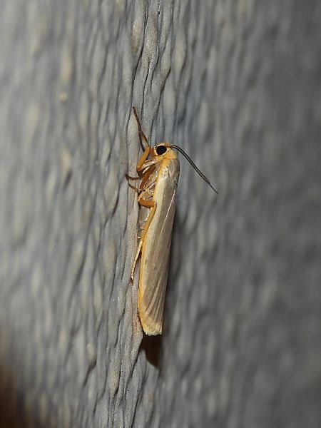 Eilema caniola  - Michele Cento