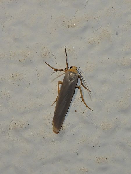 Eilema caniola  - Michele Cento