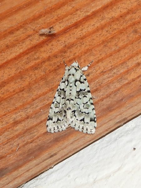 Nyctobrya muralis  - Michele Cento