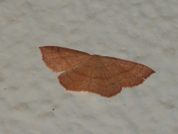 Cyclophora linearia  - Michele Cento