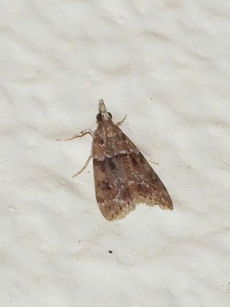 Eudonia mercurella  - Michele Cento