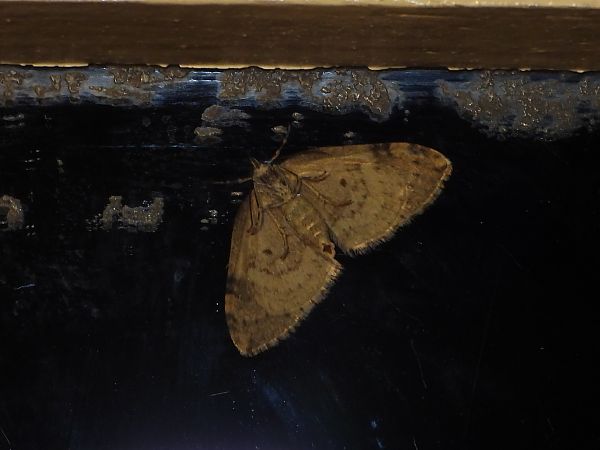 Heterocera sp.  - Michele Cento