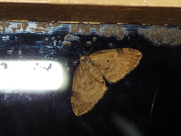 Heterocera sp.  - Michele Cento