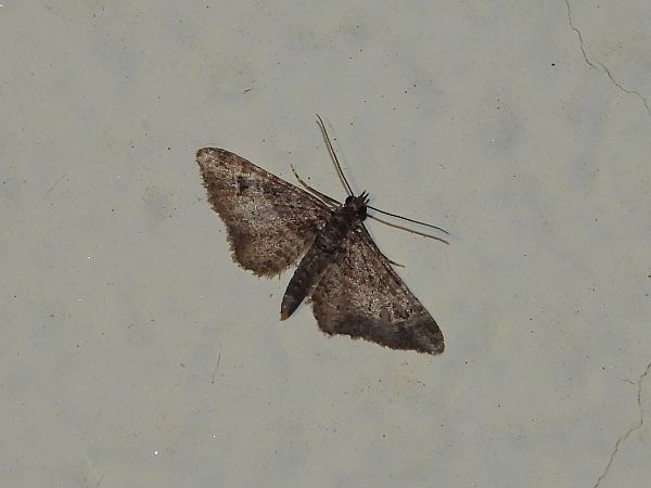 Gymnoscelis rufifasciata  - Michele Cento