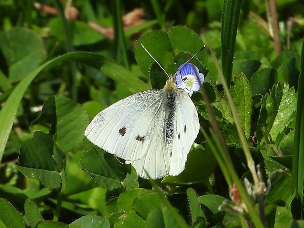 Pieris rapae  - Michele Cento