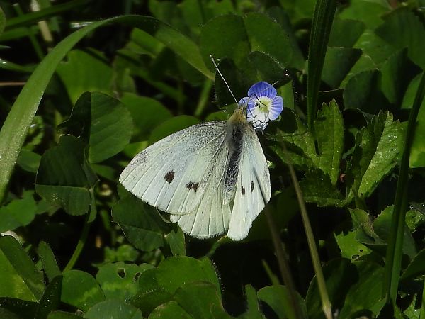 Pieris rapae  - Michele Cento