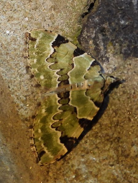 Colostygia pectinataria  - Michele Cento