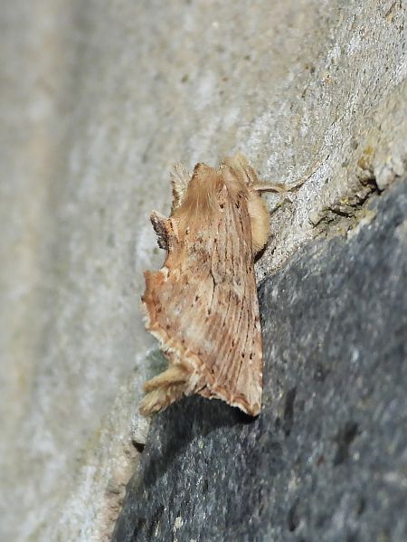 Pterostoma palpina  - Michele Cento