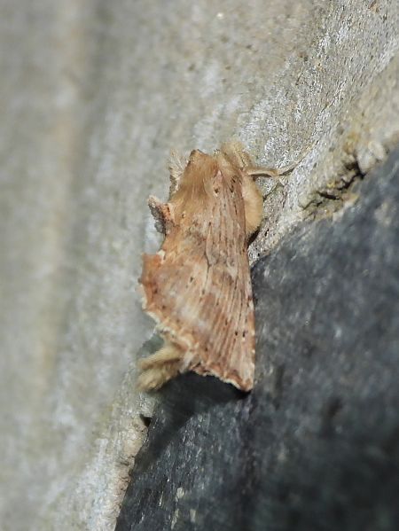 Pterostoma palpina  - Michele Cento
