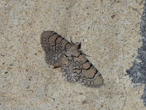 Eupithecia venosata  - Michele Cento