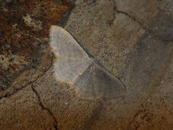 Idaea subsericeata  - Michele Cento