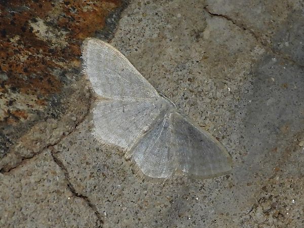 Idaea subsericeata  - Michele Cento