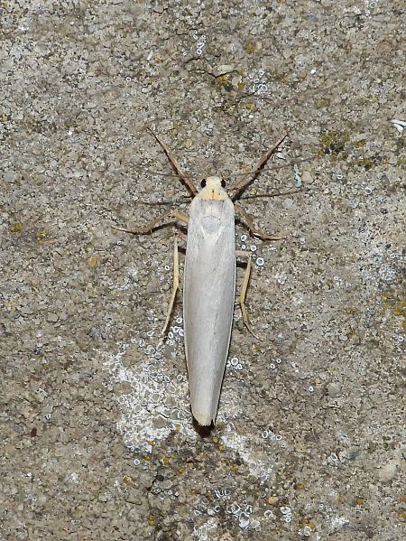 Eilema caniola  - Michele Cento