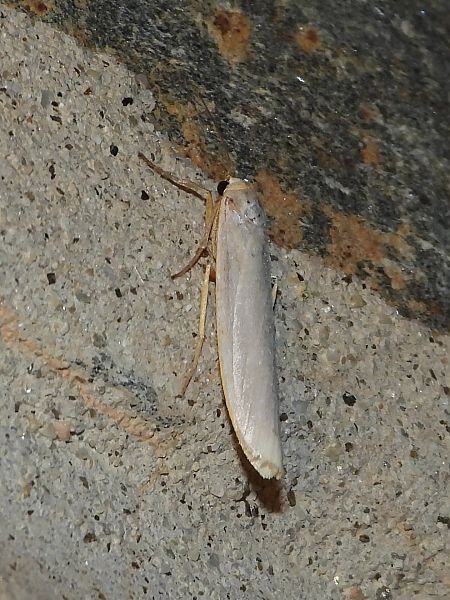 Eilema caniola  - Michele Cento