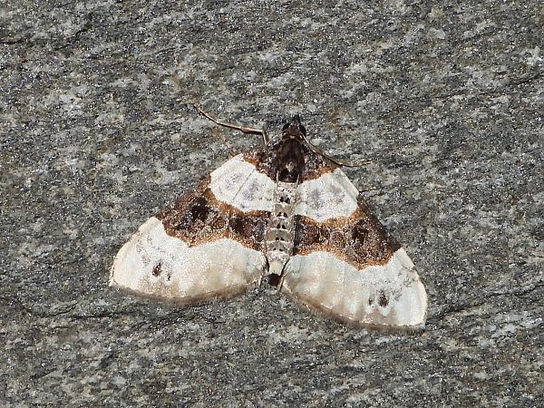 Cosmorhoe ocellata  - Michele Cento