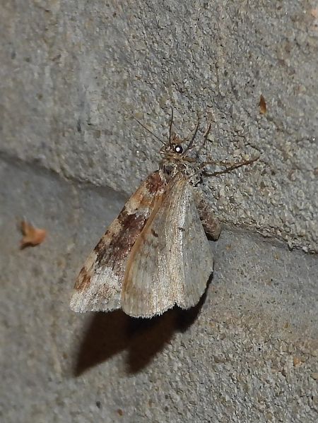 Xanthorhoe ferrugata / spadicearia  - Michele Cento