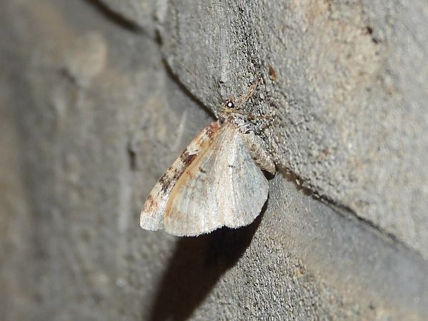 Xanthorhoe ferrugata / spadicearia  - Michele Cento