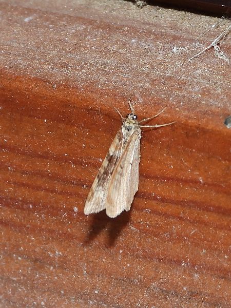 Xanthorhoe ferrugata / spadicearia  - Michele Cento