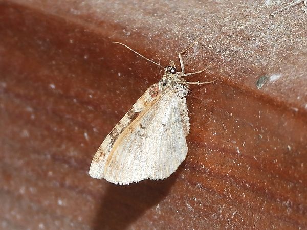 Xanthorhoe ferrugata / spadicearia  - Michele Cento