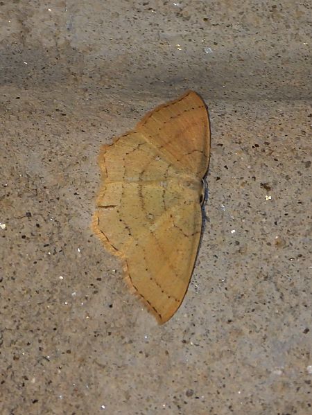 Cyclophora linearia  - Michele Cento