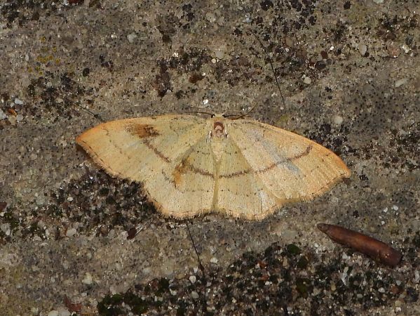 Cyclophora linearia  - Michele Cento