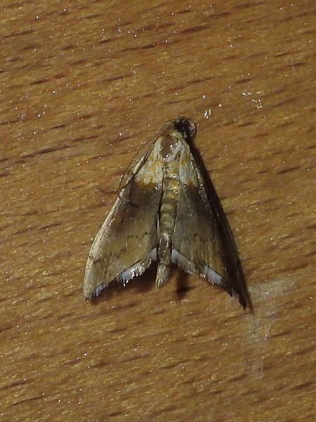 Agrotera nemoralis  - Michele Cento