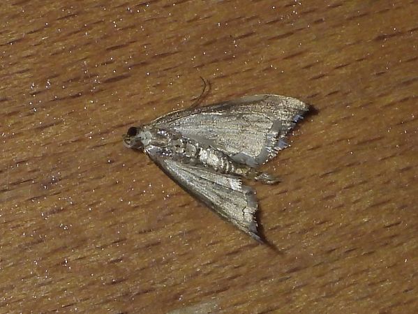 Agrotera nemoralis  - Michele Cento