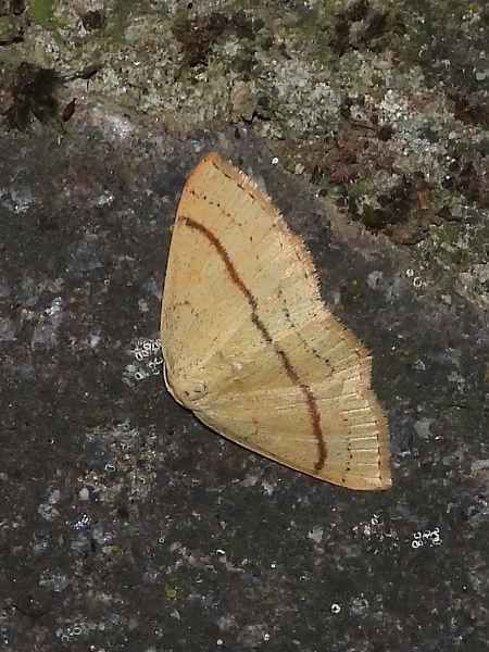 Cyclophora linearia  - Michele Cento