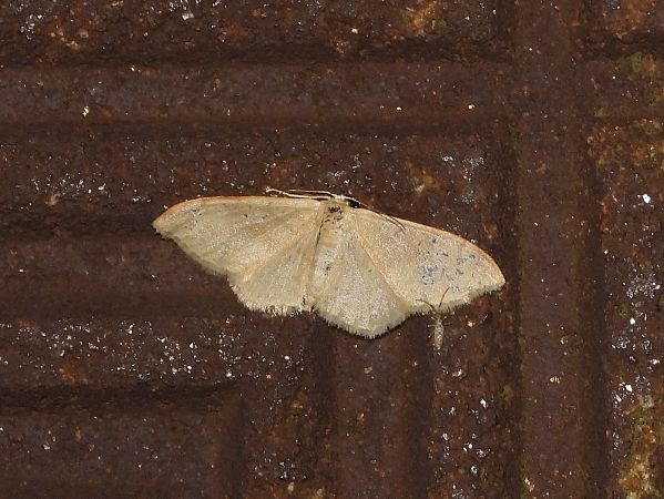 Idaea rubraria  - Michele Cento