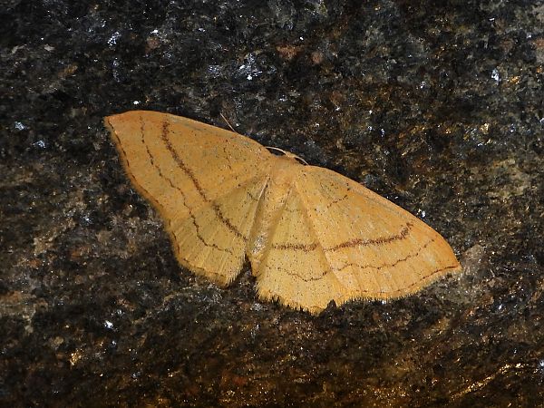 Cyclophora linearia  - Michele Cento