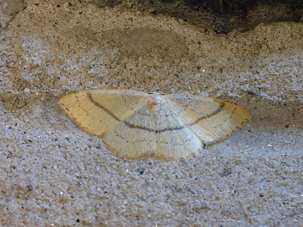 Cyclophora linearia  - Michele Cento