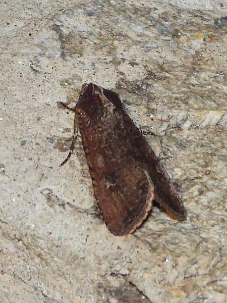 Peridroma saucia  - Michele Cento