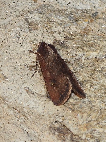 Peridroma saucia  - Michele Cento