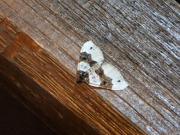 Cosmorhoe ocellata  - Michele Cento