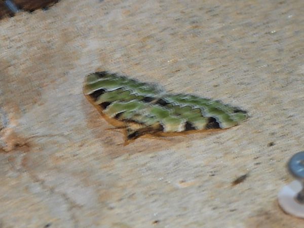 Colostygia pectinataria  - Michele Cento