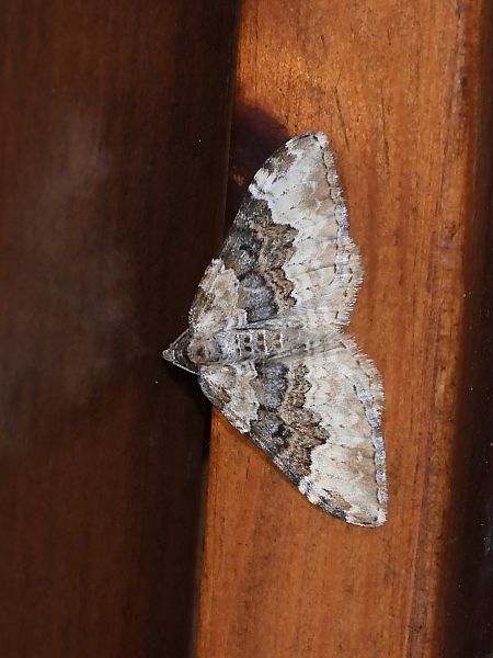 Epirrhoe galiata  - Michele Cento