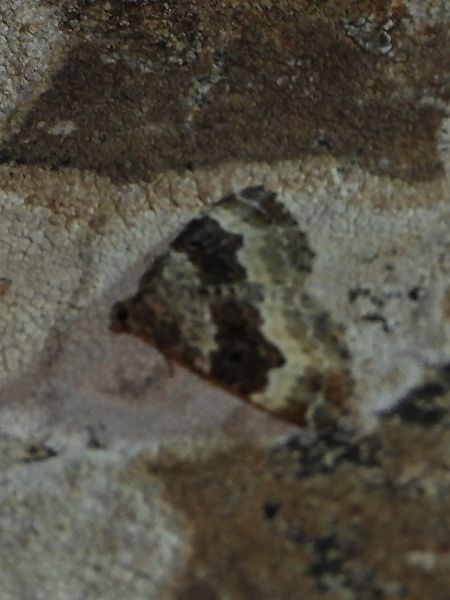 Epirrhoe alternata  - Michele Cento