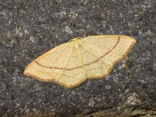 Cyclophora linearia  - Michele Cento
