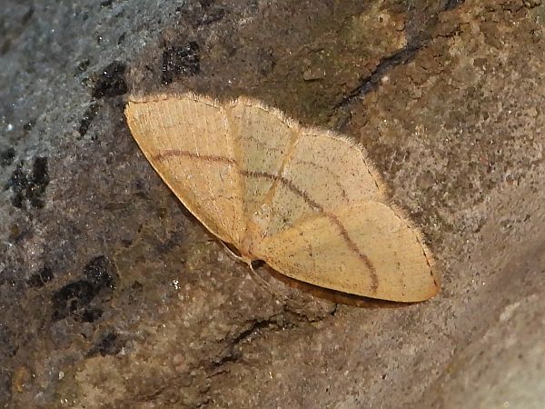 Cyclophora linearia  - Michele Cento