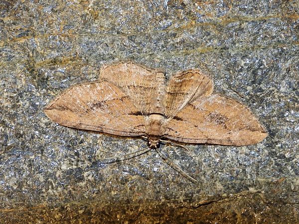 Horisme tersata  - Michele Cento