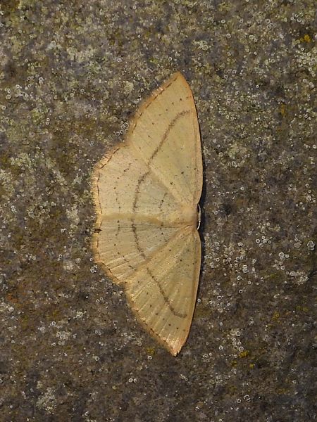 Cyclophora linearia  - Michele Cento