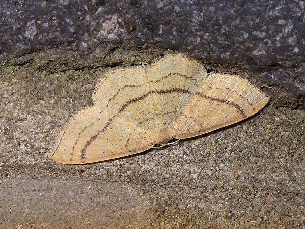 Cyclophora linearia  - Michele Cento