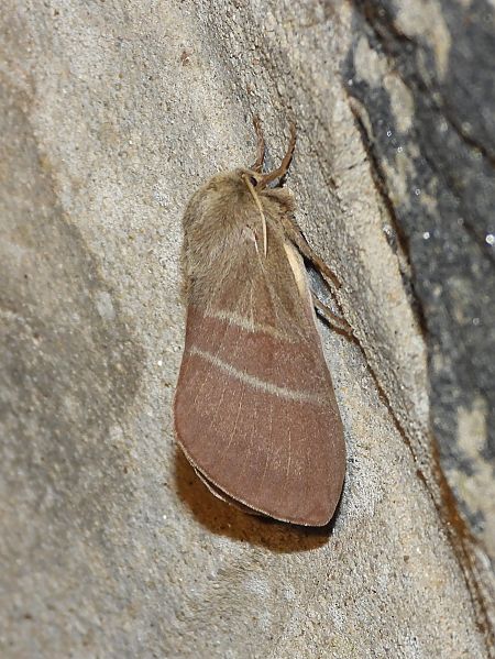 Macrothylacia rubi  - Michele Cento