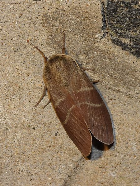 Macrothylacia rubi  - Michele Cento