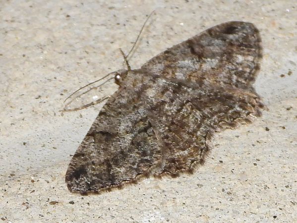 Peribatodes rhomboidaria  - Michele Cento